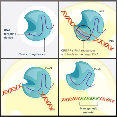 CRISPR gene editing illustration